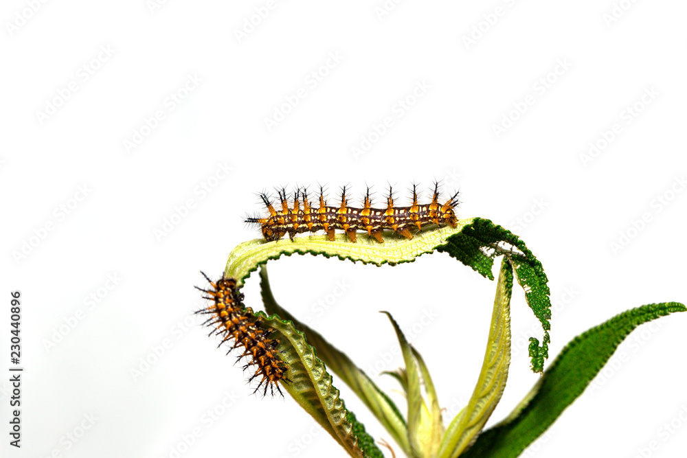 Caterpillar of yellow coster butterfly ( Acraea issoria ) resting on host plant leaf Caterpillar of yellow coster butterfly ( Acraea issoria ) resting on host plant leaf