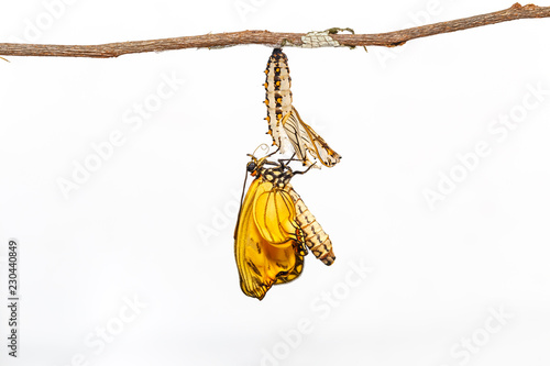 Emerged from chrysalis of yellow coster butterfly ( Acraea issoria ) hanging on shell and twig photo
