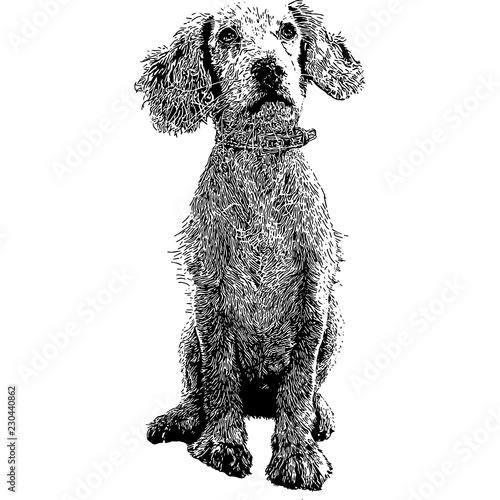 Sitting Dog.  Vector - hand painted. Black and white shadow portrait.