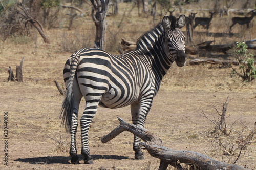 Zambian Zebra
