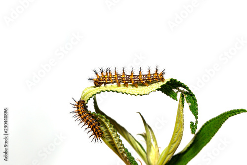 Caterpillar of yellow coster butterfly   Acraea issoria   resting on host plant leaf