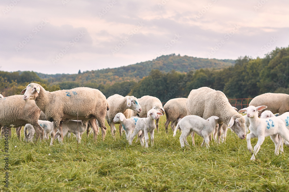 Schafherde auf grüner Wiese mit der schwäbischen Alb Schafherde auf grüner Wiese mit der schwäbischen Alb