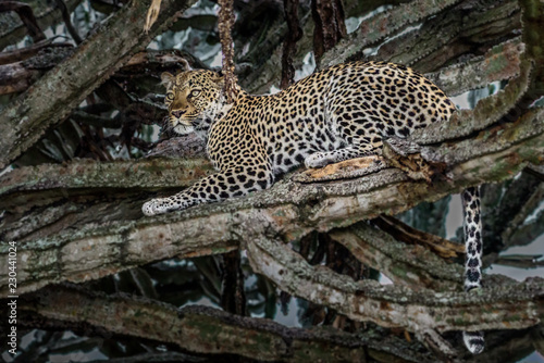 Leopard  Panthera pardus  on a tree  Sabie Sand game reserve  Singita  South Africa