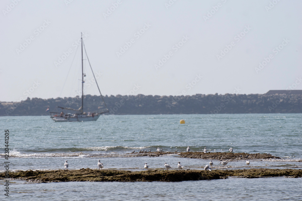 Gaviotas observando un barco en el Puerto de Santa María, Cádiz, Andalucía, España