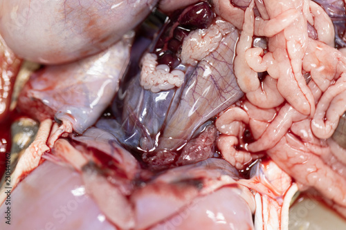 Concept of Education anatomy and physiology of frog in laboratory.