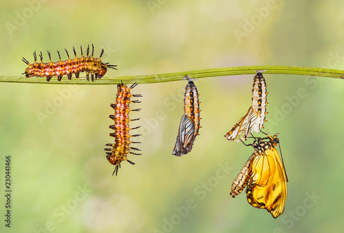 Transformation of yellow coster butterfly ( Acraea issoria ) from caterpillar and chrysalis hanging on twig photo