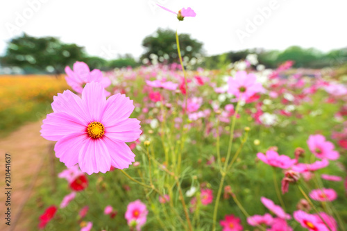 colorful and beautiful cosmos flower field
