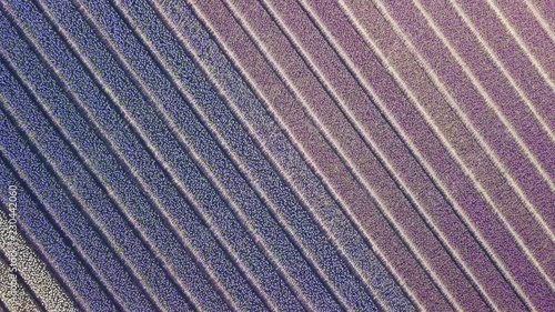 purple hyacinth field in netherlnds. drone fly photo