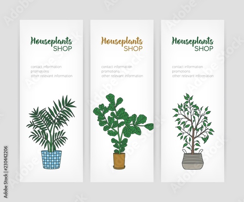 Set of vertical banner templates with fiddle leaf fig and weeping fig growing in pots and place for text. Vector illustration for houseplant store or plant cultivation shop advertisement, promotion.