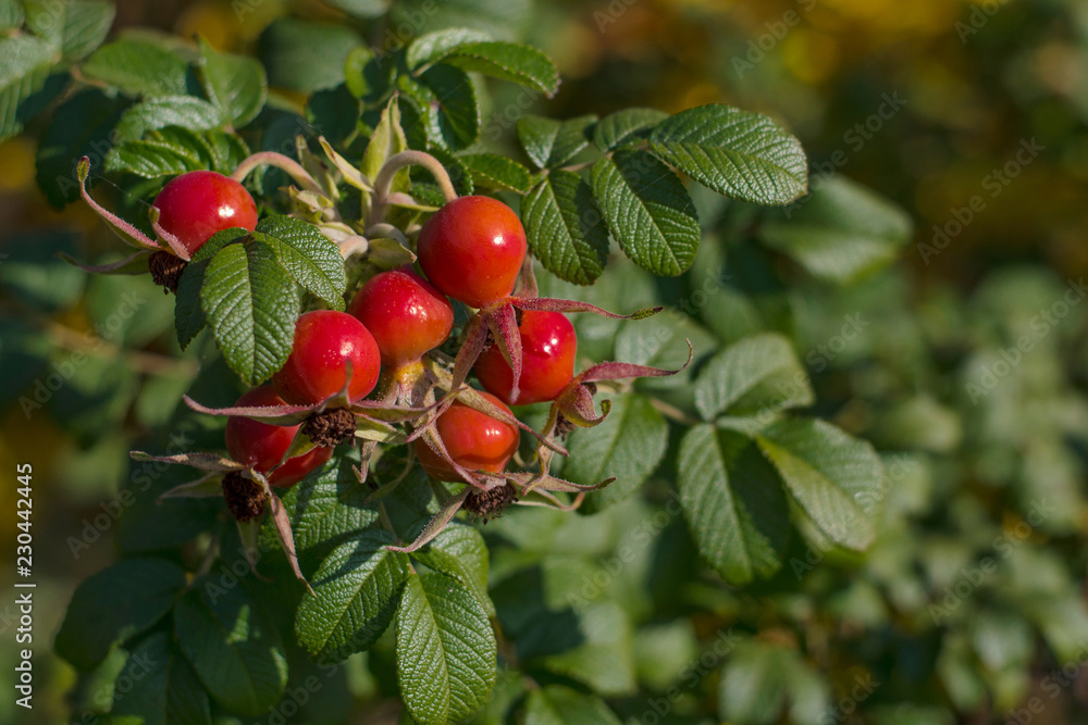 Ripe rosehip on a branch. Dog-rose red berries. Wild rose