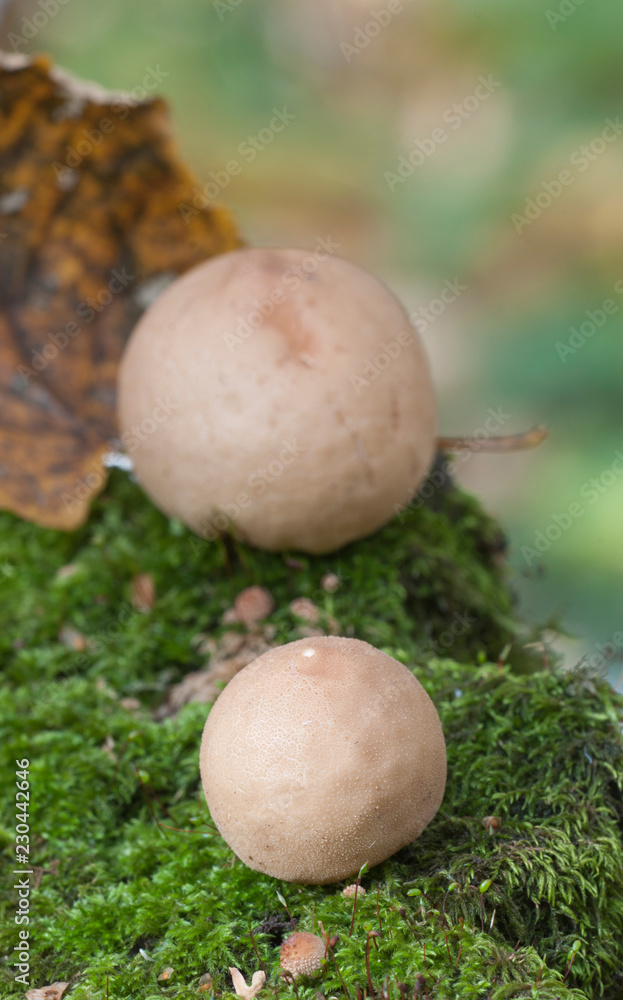 Puffball mushrooms on a stump Puffball mushrooms on a stump