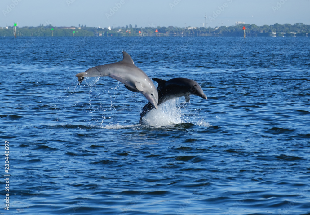 Obraz premium Dolphins Jumping