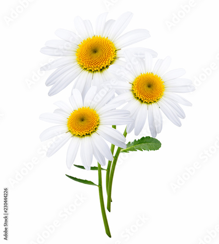 Bouquet of chamomiles isolated on white background