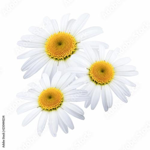 Chamomile flowers isolated on white background as package design element
