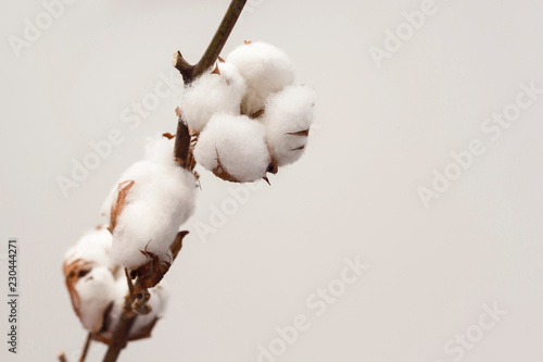Dried white fluffy cotton flower on white background, close up, copy space, top view