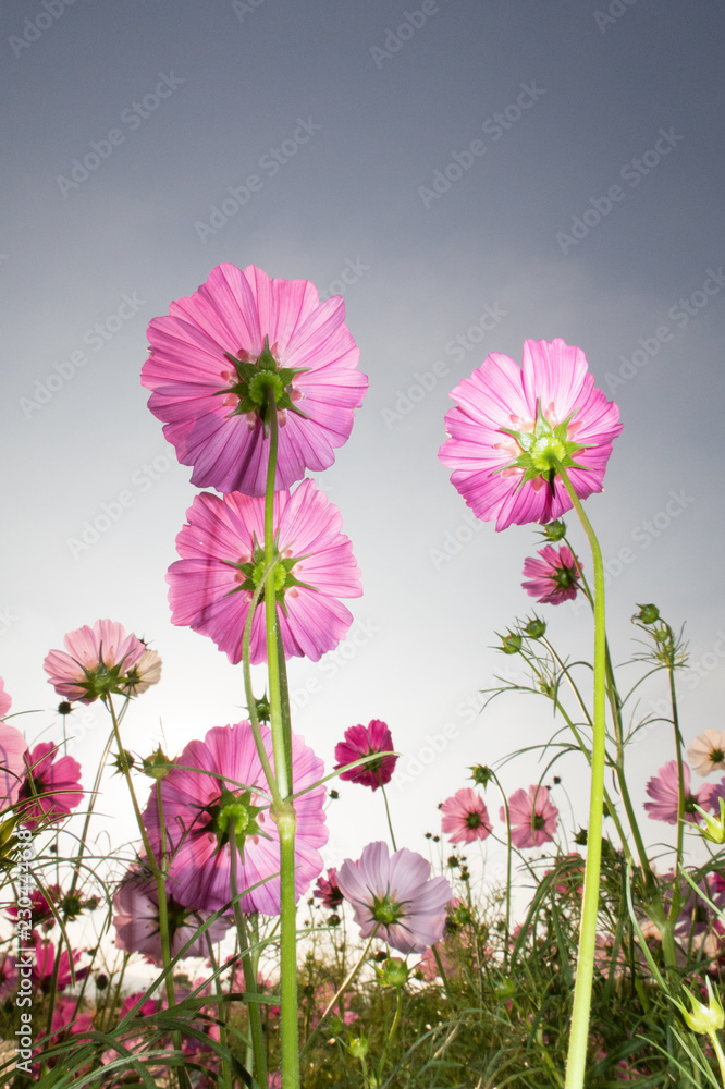 flowers on green background flowers on green background