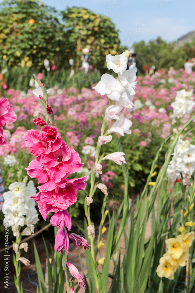 Obraz premium flowers in the garden