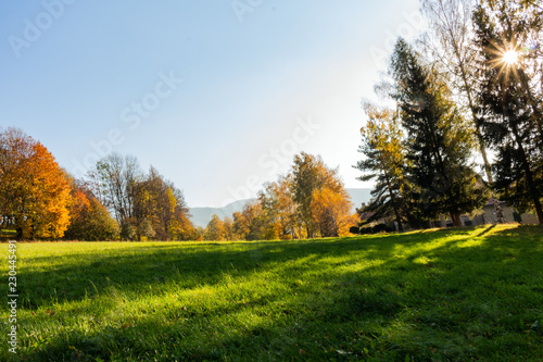 Field of spring grass and forest in sunset time