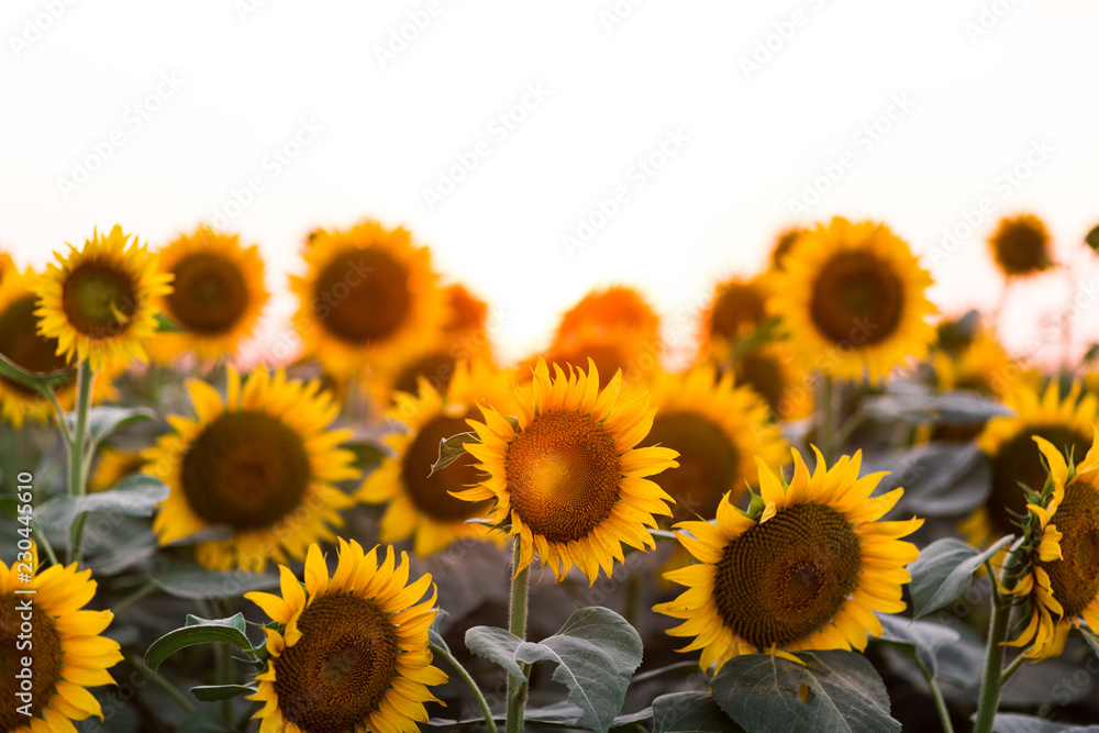 Fototapeta premium Sunflowers with sun