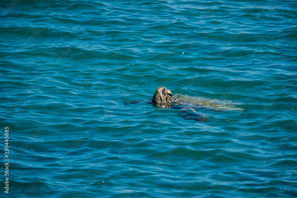 Fototapeta premium Green Sea Turtle Swimming