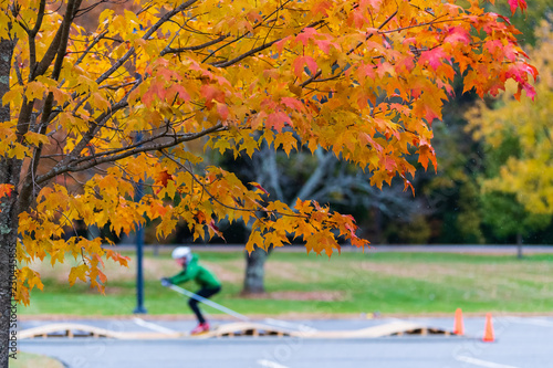 Rollerskier Under The Orange Maple Tree