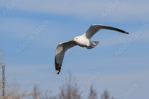 Ring-billed Seagull In Flight in a Blue Sky With Gentle White Clouds