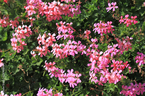 Fototapeta Naklejka Na Ścianę i Meble -  Цветущая герань в парке