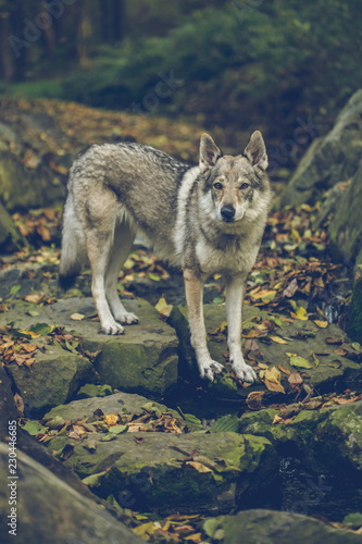 Portrait of white  grey  reddish and black Czechoslovakian wolf dog standing on stones covered with yellow and orange autumn leaves  looking dangerous  dark blurry background  vertical image