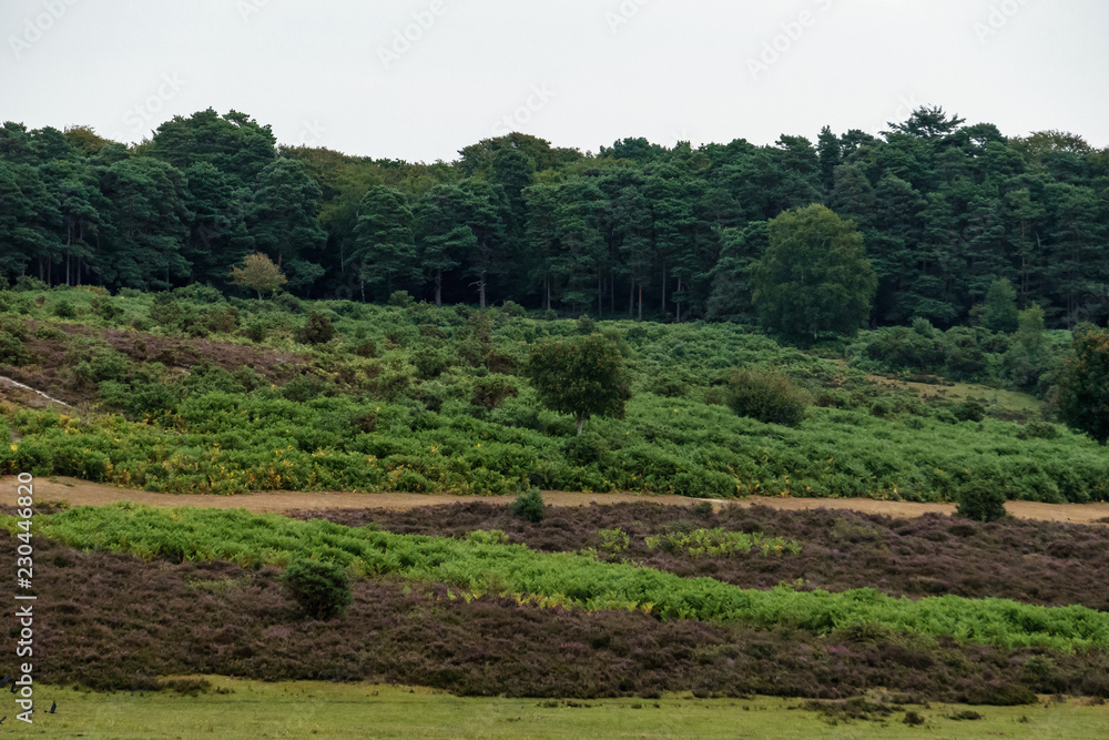 view onto the untouched grasslands in new forest, england