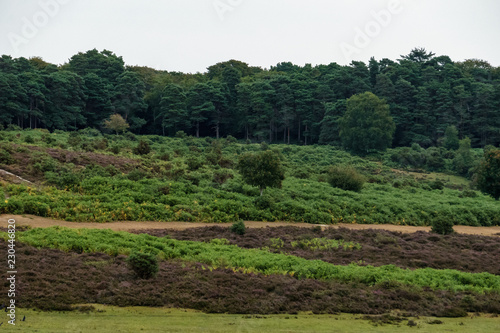 view onto the untouched grasslands in new forest  england