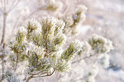 snowy pine tree branches close up, beautiful natural background. Frozen tree branch in winter forest, cold weather. Christmas, new year holidays concept. festive winter season.