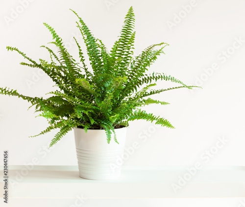 houseplant Nephrolepis in white flowerpot photo