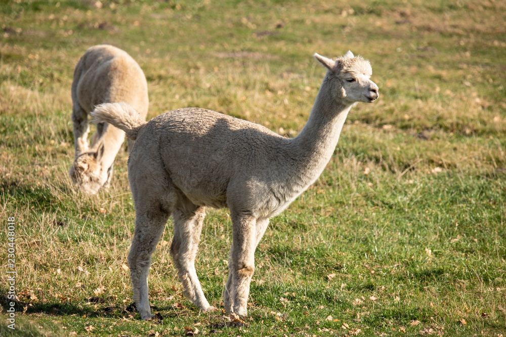 Alpaca, Vicugna pacos Alpaca, Vicugna pacos