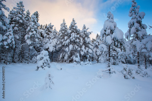 beautiful winter landscape snow tree