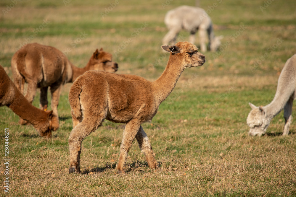 Fototapeta premium Alpaca, Vicugna pacos