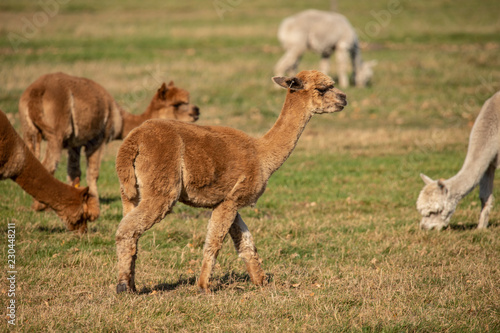 Alpaca   Vicugna pacos