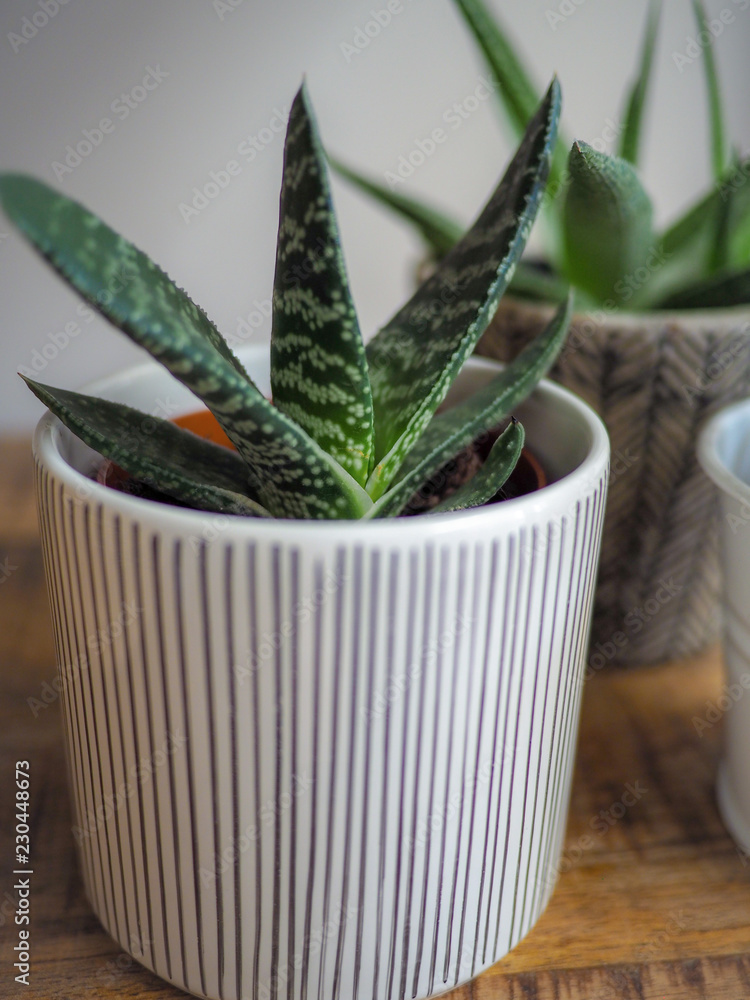 Young Gasteria Pillansii in a pot indoor on a wooden table Young Gasteria Pillansii in a pot indoor on a wooden table