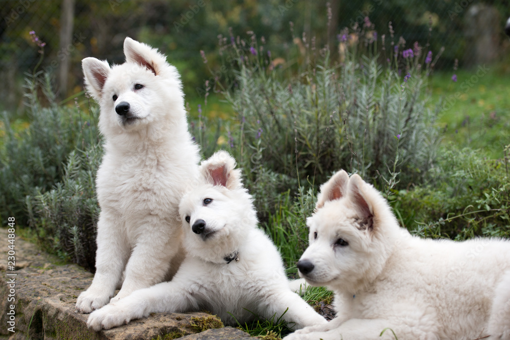 Drei kuschelige weiße Hundewelpen sitzen und schauen mit schrägen Kopf nach vorne - sehr süß