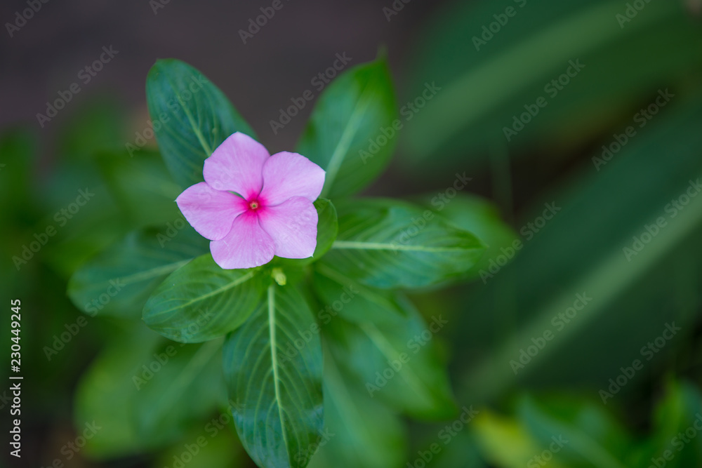 single pink flower with natural background single pink flower with natural background