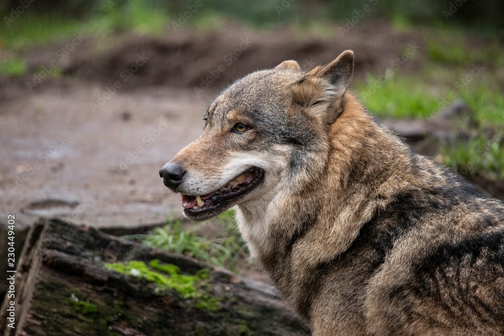 Fototapeta premium European Wolf (cap)