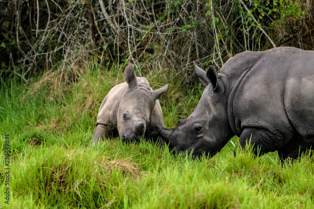 A close up photo of an endangered white rhino / rhinoceros face,horn and eye. South Africa A close up photo of an endangered white rhino / rhinoceros face,horn and eye. South Africa