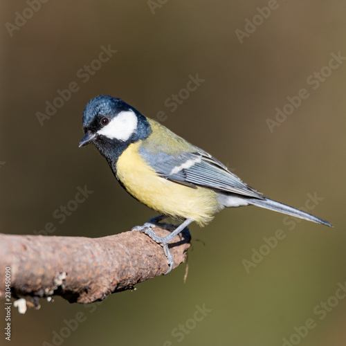 The great tit sitting on a branch in a swedish garden