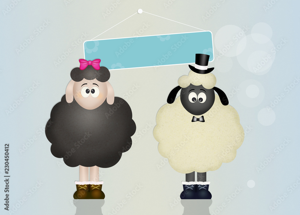 Obraz premium sheeps in love