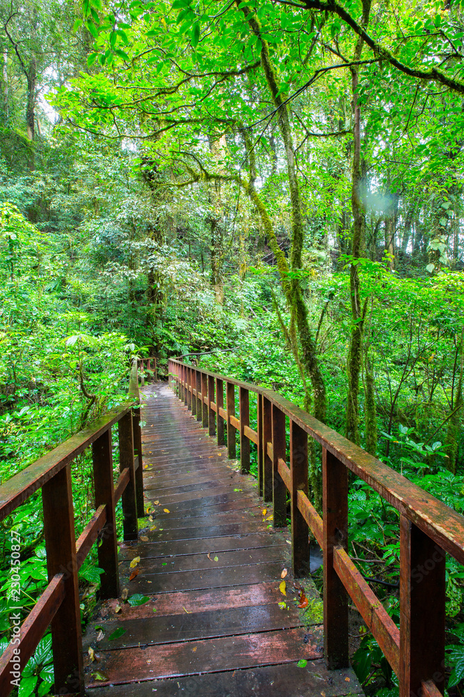 Nature Trail in Doi Inthanon National Park, Thailand Nature Trail in Doi Inthanon National Park, Thailand