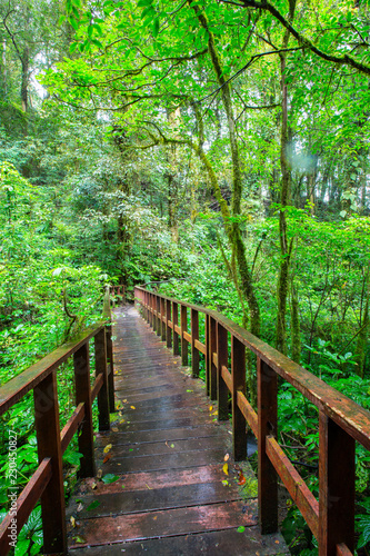 Nature Trail in Doi Inthanon National Park  Thailand