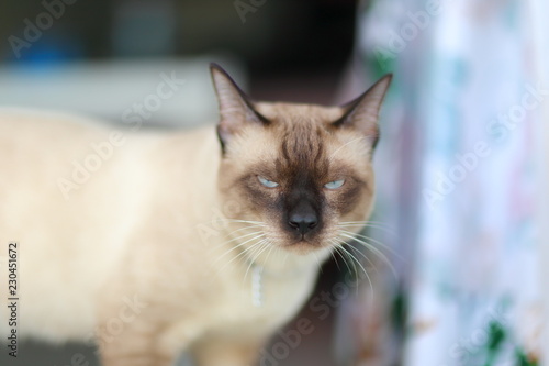 cat with blue eyes © wannasak