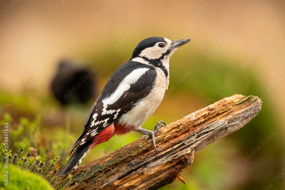 Great Spotted Woodpecker, Dendrocopos major Great Spotted Woodpecker, Dendrocopos major