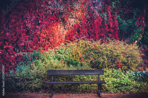 A bench and colorful autumn foliage on a wall.