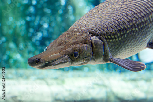 An Alligator gar Atractosteus spatula while swimming on a huge aquarium somewhere in asia