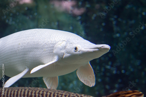 A rare Platinum snow white Alligator gar Atractosteus spatula while swimming on a huge aquarium somewhere in asia photo